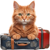 Reise Katze #2