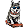 Cute husky on skateboard