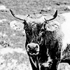 Stier