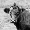 Cattle