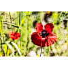 Poppies