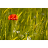 Mohnblume im Kornfeld