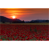 Mohnfeld mit Sonnenuntergang