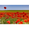 Mohnfeld