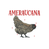 Crazy Ameraucana Lady - Ameraucana