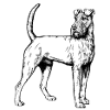Irish Terrier Mailo 2023 sw