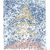 Fir - Christmas
