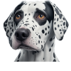 Maman dalmate