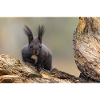 Oachkatzl / Squirrel