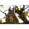 Oachkatzl / Squirrel