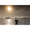 Swan backlit