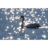 Swan with sun stars