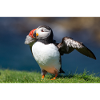 Puffin