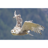 Snowy owl