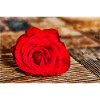 Red Rose