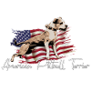 American Pitbull Terrier