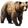 Grizzli, Ours, Ours Brun