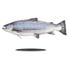 Sea trout with shadow illustration