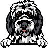 Old English Sheepdog Elegance