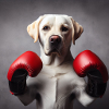 Boxe Labrador