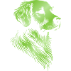 Golden Retriever Drawing Head Green