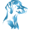 Magyar Vizsla Drawing Head Blue