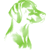 Magyar Vizsla Drawing Head Green