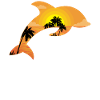 Dolphin Palm Tree Sunset