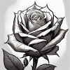 Black & White Rose