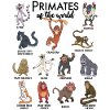 Différents singes - Types de primates
