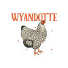 Crazy Wyandotte Lady - Wyandotte