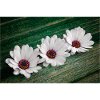 African Gooseflower