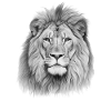 Et portræt af løven af løven løve
