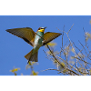 Bee-eater