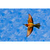 Bee-eaters in flight