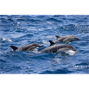 Dauphins