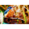 Kingfisher