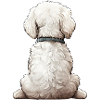 Bichon frisé
