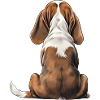 Basset Hound