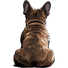 Bouledogue français
