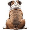 Bouledogue
