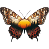 Butterfly Sunset