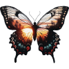 Butterfly sunset in nature