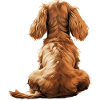 Cocker Spaniel