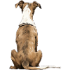 Greyhound
