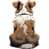 Australian Shepherd