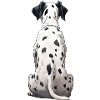 Dalmatian