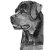 Rottweiler s/h