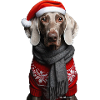 Weimaraner Weihnachten