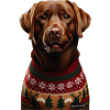 Labrador braun Weihnachten